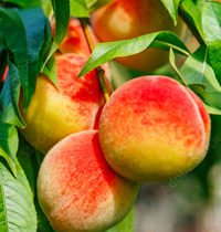 見晴し園の桃狩り