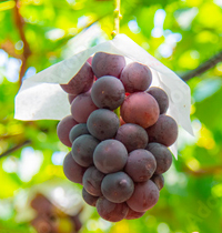 見晴し園の葡萄狩り