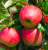 見晴し園のリンゴ狩り