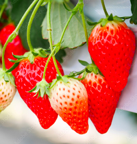 見晴し園のイチゴ狩り